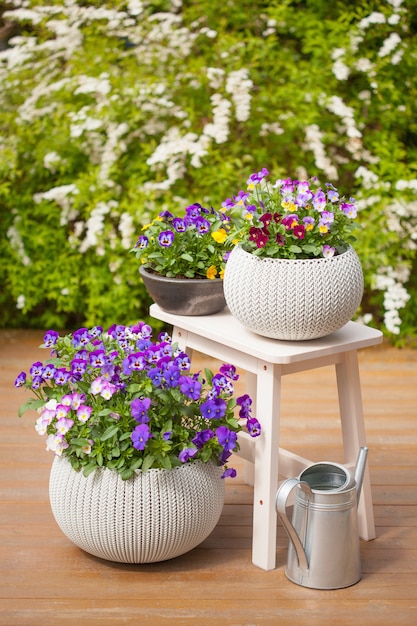 Schöne Stiefmütterchen-Sommerblumen in Blumentöpfen im Garten