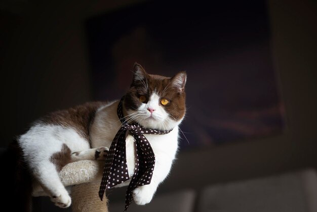 Foto schöne stilvolle britische kurzhaarkatze mit gelben augen und halsband, halskette oder halsschal.