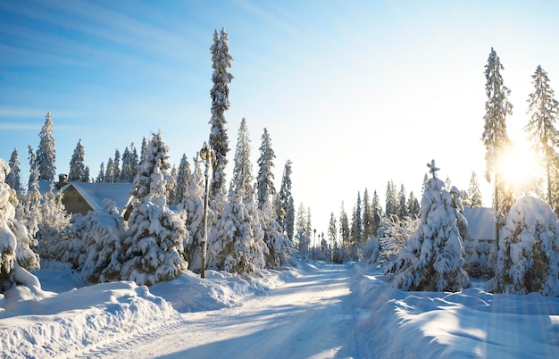 Schöne stimmungsvolle Winterlandschaft. Schneebedeckte Bäume im Wald im Sonnenlicht. Winter Natur Hintergrund.