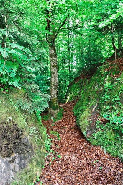 Schöne Straße im Wald