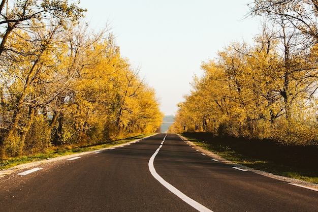 Schöne Straße in den schönen Bäumen Eine Landstraße im Herbst Herbst im Park Leere Rennstrecke