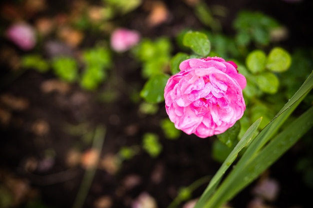 Schöne Strauchrosen im Garten