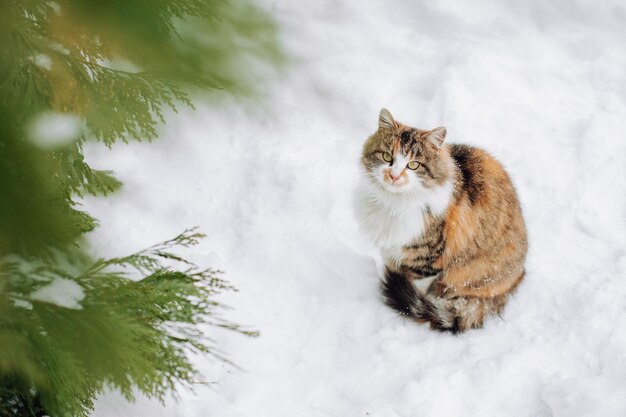 Schöne streunende Katze auf dem Schnee, mit Platz für Text. Streunende Katze. mehrfarbige katze einfache rasse.