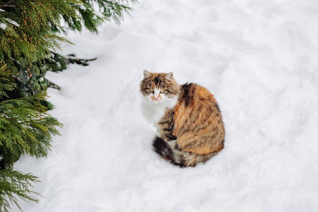 Schöne streunende Katze auf dem Schnee, mit Platz für Text. Streunende Katze.