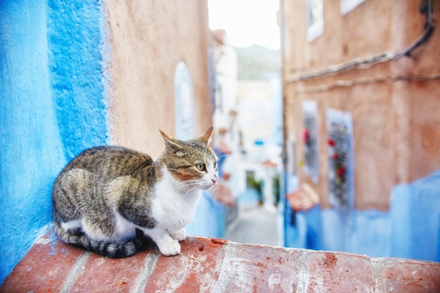 Schöne streunende Katzen laufen in den Straßen von Marokko