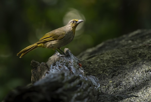 Schöne Stripethroated Bulbul oder Pycnonotus finlaysoni hocken auf Baumstamm mit grünem Hintergrund Thailand