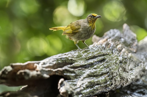 Schöne Stripethroated Bulbul oder Pycnonotus finlaysoni hocken auf Baumstamm mit grünem Hintergrund Thailand