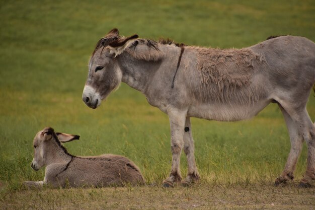 Schöne Stuten- und Fohlenburros, die auf einem großen Feld stillstehen.