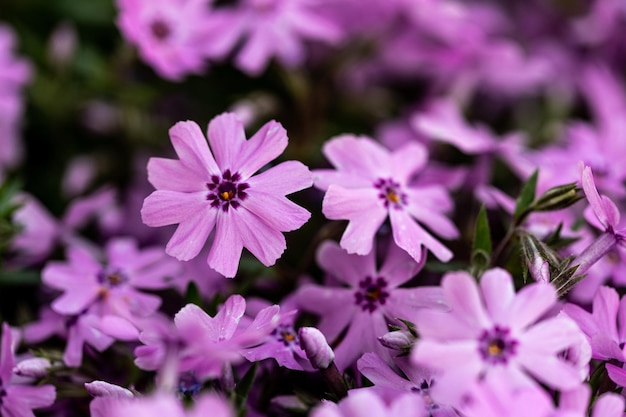 Schöne subulate Bodendeckerblumen von Phlox mit kleinen Blumen im Garten