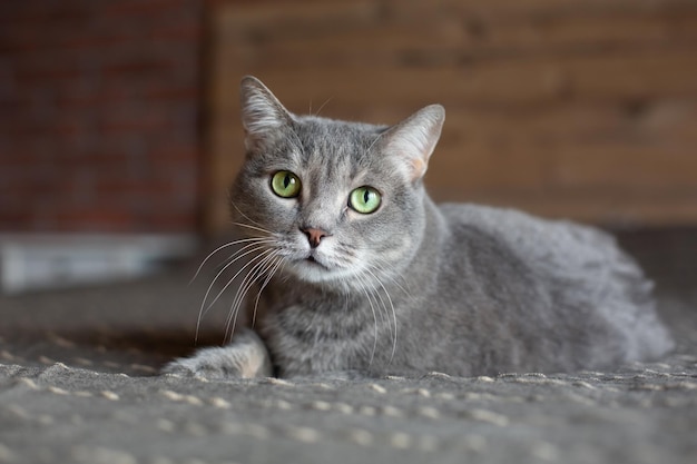 Schöne süße graue Katze mit grünen Augen Das Haustier liegt auf dem Bett