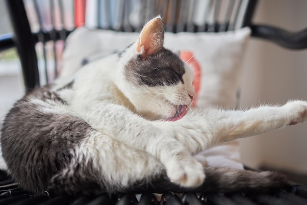 Schöne süße Katze leckt seine Pfote auf stilvollem Bett mit lustigen Emotionen auf dem Hintergrund des Zimmers
