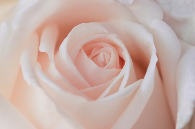 Schöne süße rosa Rosen in der nahen herauf Ansicht Makroart, zum der rosafarbenen Beschaffenheit darzustellen
