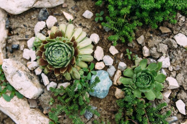 Schöne Sukkulenten im Garten auf dem Blumenbeet