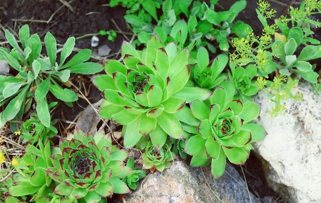 Schöne Sukkulenten im Garten