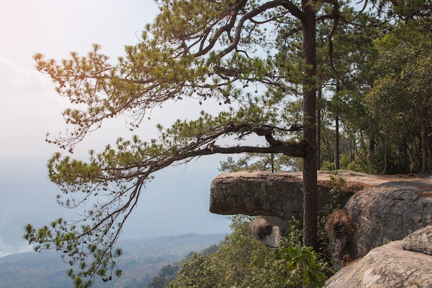 Schöne Szene von Lomsak-Klippe ist ein Markstein an Nationalpark phukradung von Thailand.