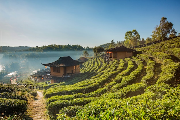 Schöne szenische Ansicht des Hauses auf dem Teegebiet auf Berg in Mae Hong Son, Thailand