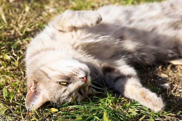 Schöne Tabbykatze in der blühenden Wiese. Katze sonnt sich in der Frühlingssonne und zeigt ihren Bauch. schöne europäische katze im gras