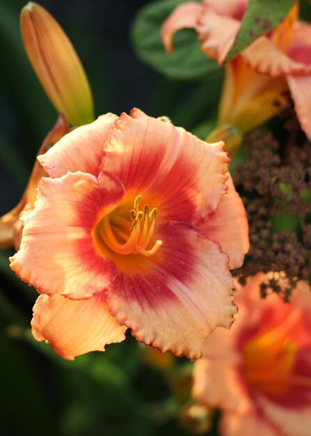 Schöne Taglilienblume aus nächster Nähe im Garten