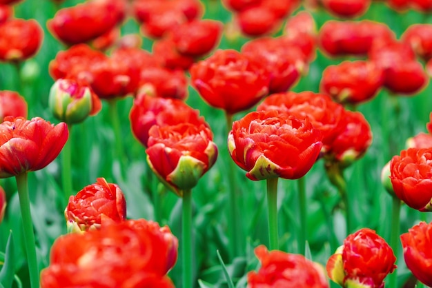 schöne Tapete von blühenden Tulpen Holland Niederlande