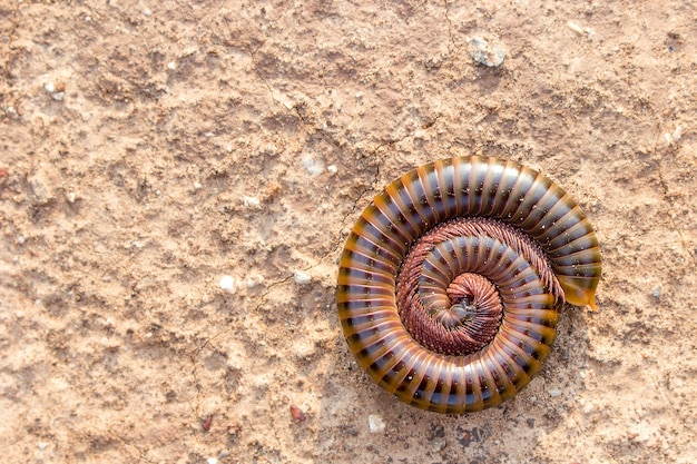 Foto schöne tausendfüßler bleiben auf dem boden.