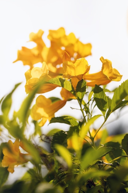 Schöne Tecoma stans Blumen im Garten Weicher und selektiver Fokus