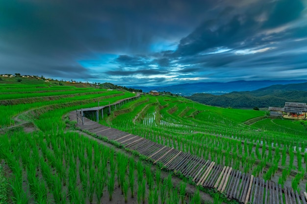 Schöne Terrassenreisfelder im Hintergrund von Mae chaem Chaing Mai Thailand