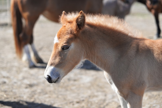 schöne tier pony pferd braun spaziergänge in der natur im zoo