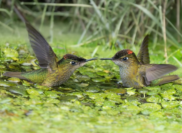 schöne Tierfotografie von Kolibri-Vögeln fand ich sehr süß