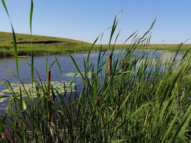 Schöne Tierwelt mit Seen und Seerosen Landschaft mit Wasser Das ReedsxA