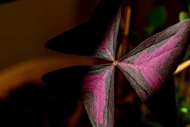 Schöne Topfpflanze Oxalis dreieckig magenta