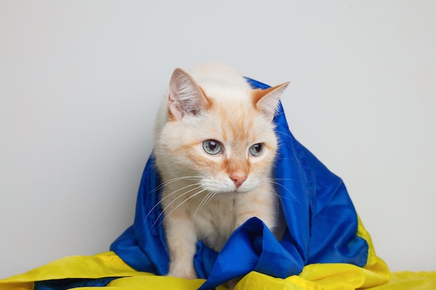 Schöne traurige Mischlingskatze bedeckt ukrainische blaue und gelbe Flaggen brauchen Unterstützung Soziale Werbung Haustiere Flüchtlinge helfen Konzept