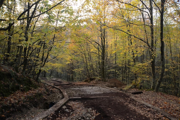 Schöne Trekkingstraße in einem Park mit Herbstbäumen, Naturparks Türkei, Istanbul, Polonezkoy (Adam