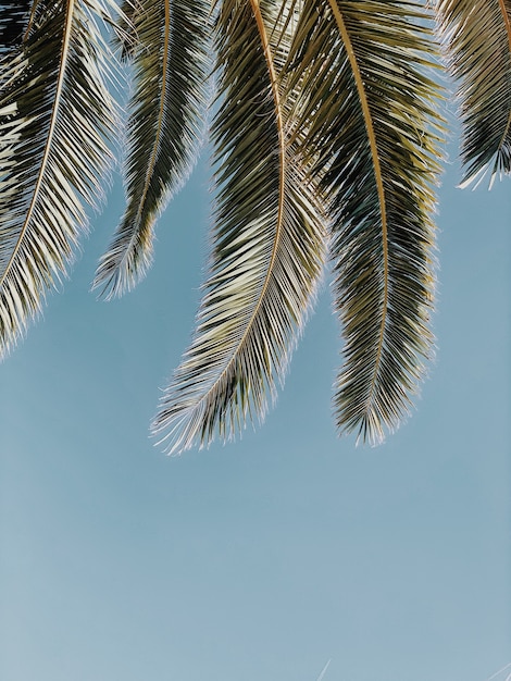 Schöne tropische exotische Palmblätter gegen blauen Himmel