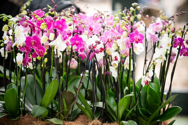 Schöne tropische Orchideenblumen in den Töpfen