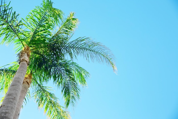 Schöne tropische Palme mit grünen Blättern auf Hintergrund des blauen Himmels