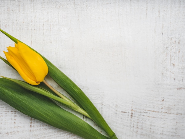 Schöne Tulpe, die auf einem weißen Tisch liegt