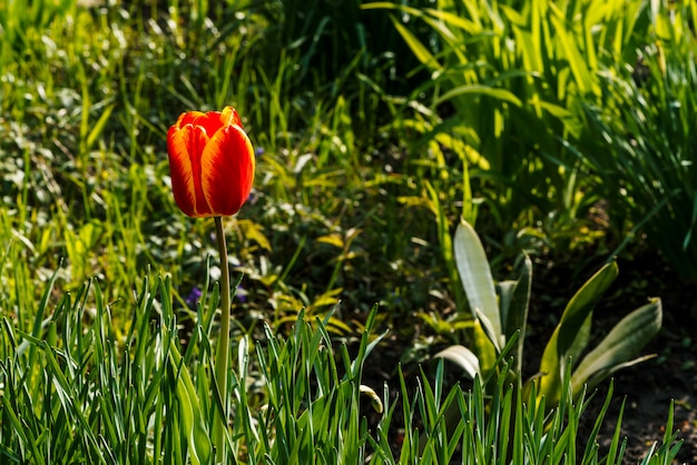 schöne Tulpe mit den roten und gelben Blumenblättern nah oben.