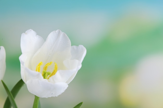 Schöne Tulpen auf hellem Hintergrund