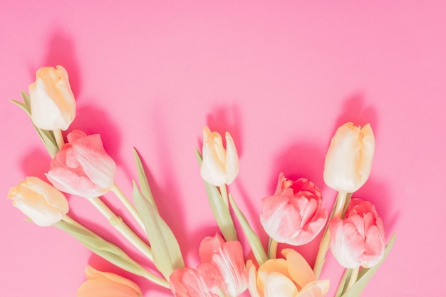 Schöne Tulpen auf rosa Papierhintergrund