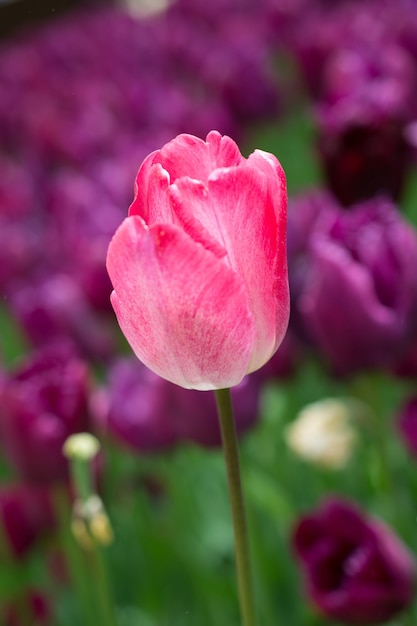 Schöne Tulpen blühen im Frühjahr auf dem Tulpenfeld