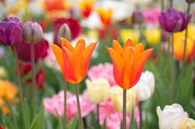 Schöne Tulpen blühen im Frühjahr auf dem Tulpenfeld