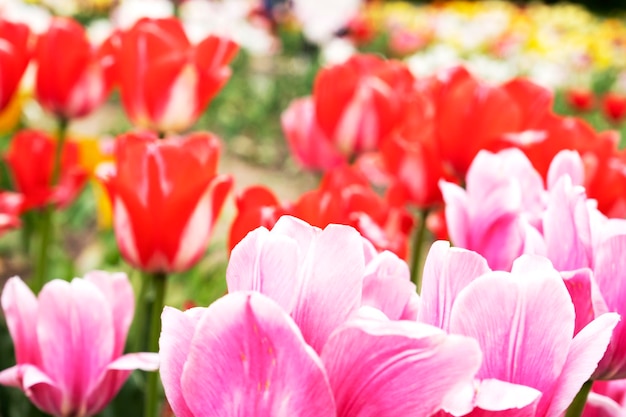 Schöne Tulpen, die in einem Garten oder Stadtpark in der Nähe wachsen Frühlingssaison Frühlingshintergrund