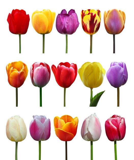 Schöne Tulpen Frühling Natur Hintergrund für Web-Banner und Kartendesign