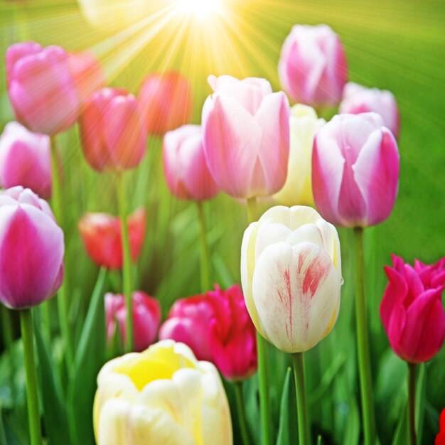 Schöne Tulpen Frühling Natur Hintergrund für Web-Banner und Kartendesign