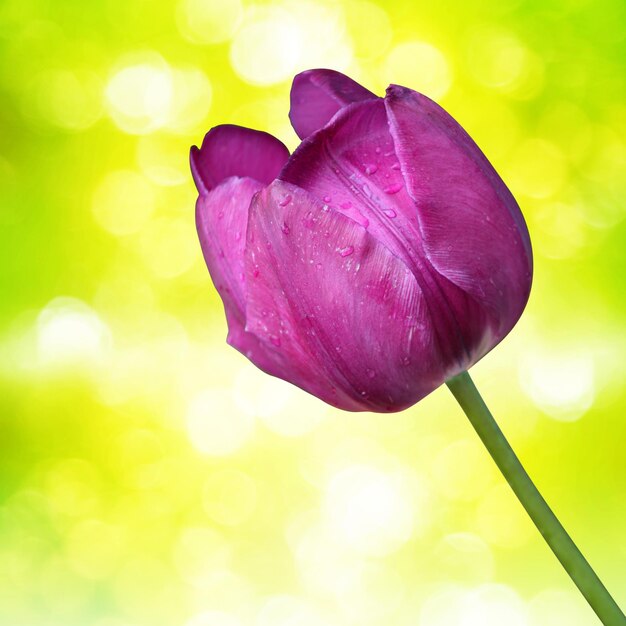 Schöne Tulpen Frühling Natur Hintergrund für Web-Banner und Kartendesign