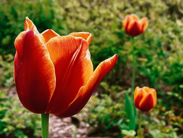 Schöne Tulpen im botanischen Blumengarten und Schönheit in der Natur