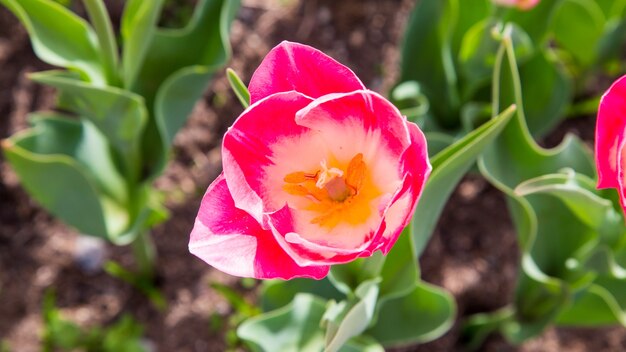 Schöne Tulpen im Garten