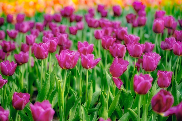 Foto schöne tulpen im garten