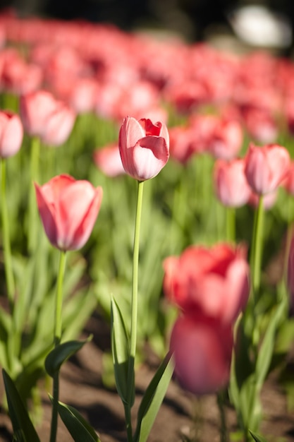 Schöne Tulpen in der Frühlingswiese. Frühlingsblumen.