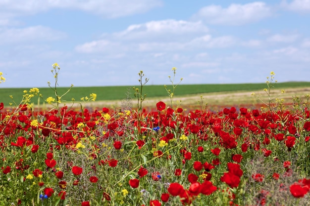 Schöne Tulpen in der trockenen Region